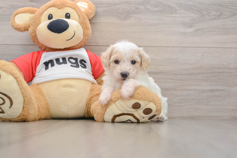 Poodle Pup Being Cute