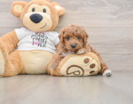 6 week old Poodle Puppy For Sale - Puppy Love PR