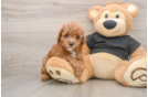 Friendly Poodle Purebred Pup