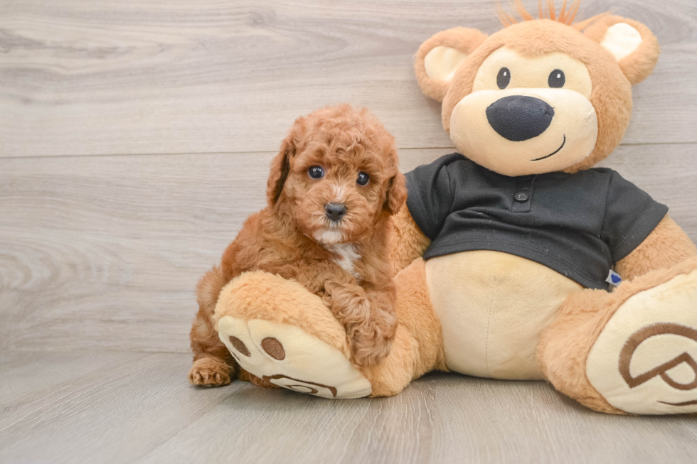 Friendly Poodle Purebred Pup