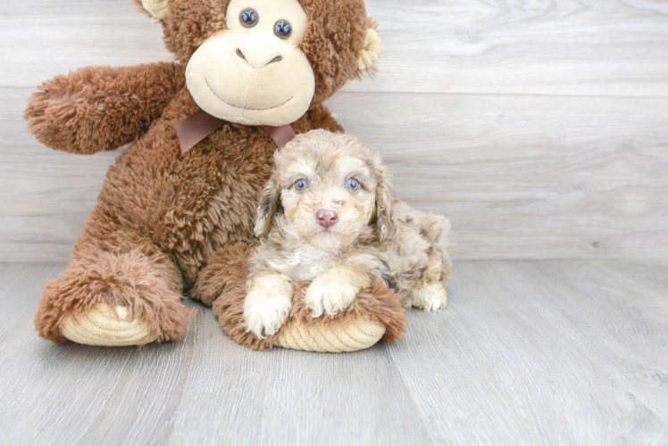 Meet Holden - our Poodle Puppy Photo 1/3 - Puppy Love PR Cute Pudle Purebred Puppy