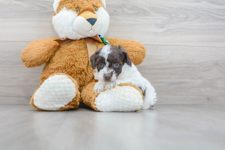 Meet Holden - our Poodle Puppy Photo 1/3 - Puppy Love PR Poodle Pup Being Cute