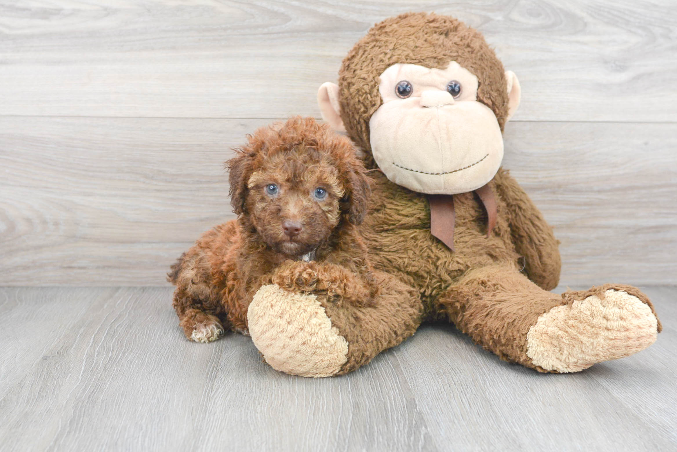 Cute Poodle Purebred Pup