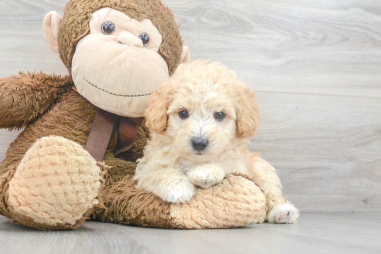 Poodle Pup Being Cute