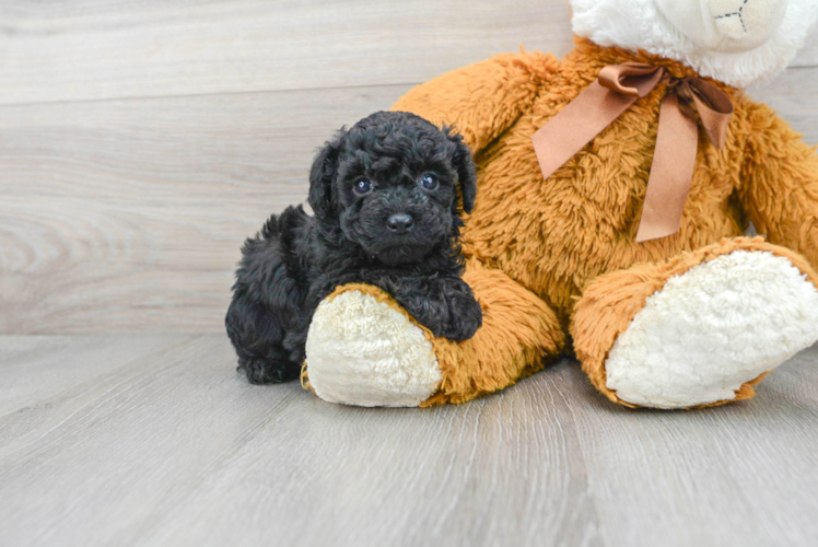 Poodle Pup Being Cute