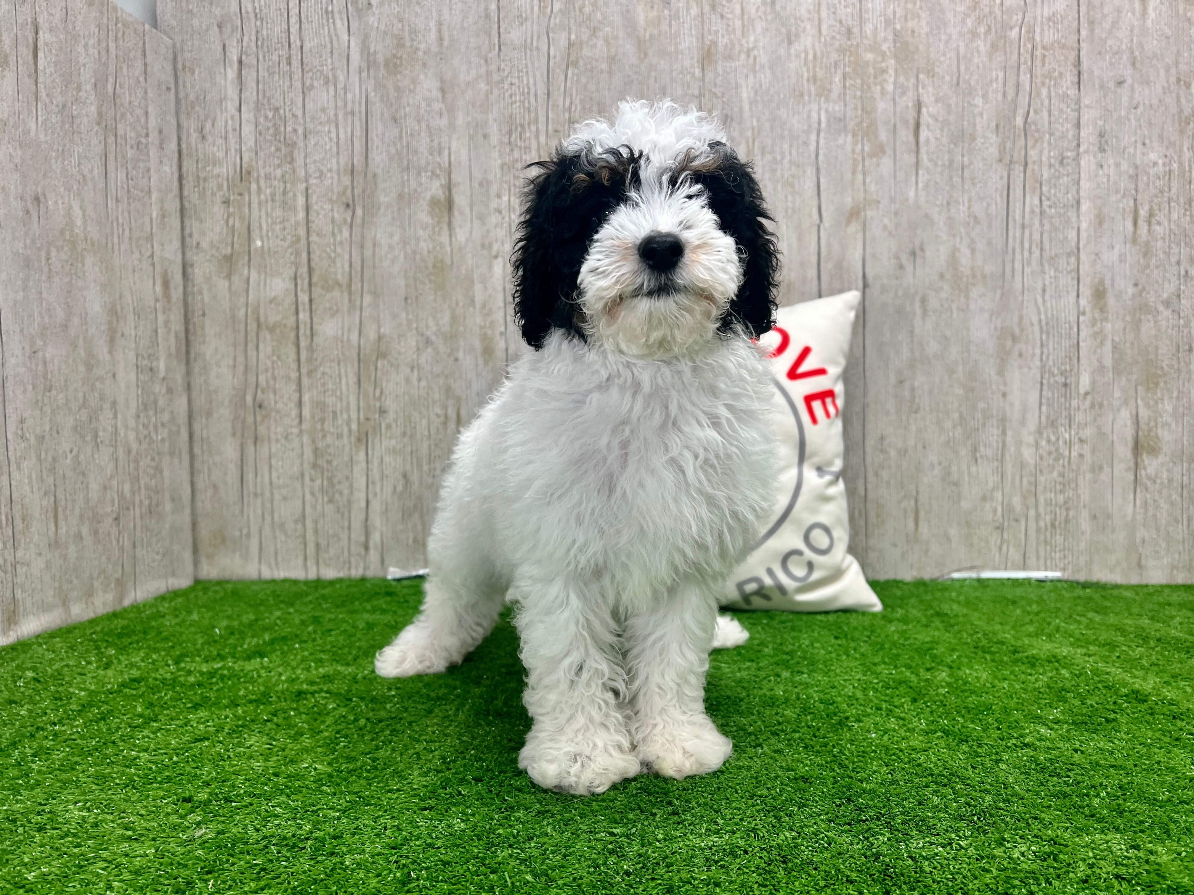 Poodle Pup Being Cute