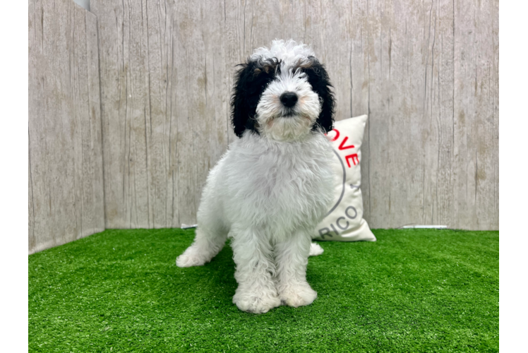 Meet Houston - our Poodle Puppy Photo 1/4 - Puppy Love PR Poodle Pup Being Cute