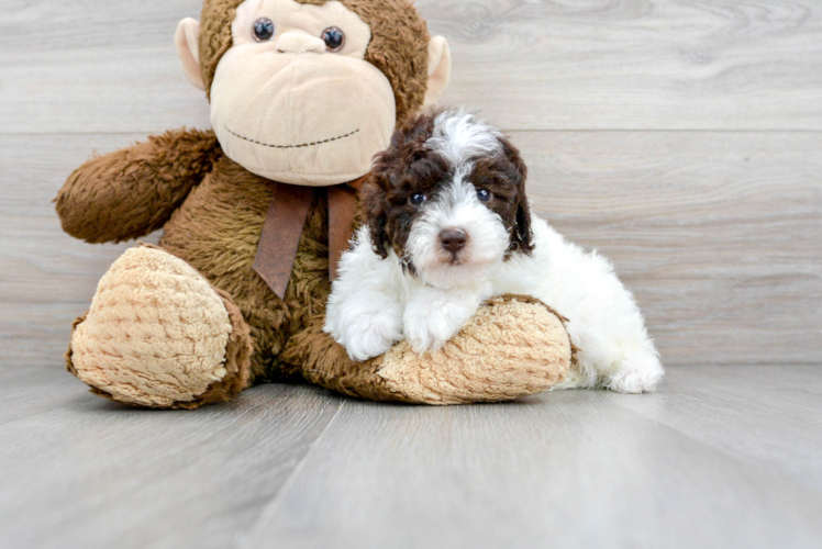 Meet Hydrangea - our Poodle Puppy Photo 1/2 - Puppy Love PR Poodle Puppy for Adoption