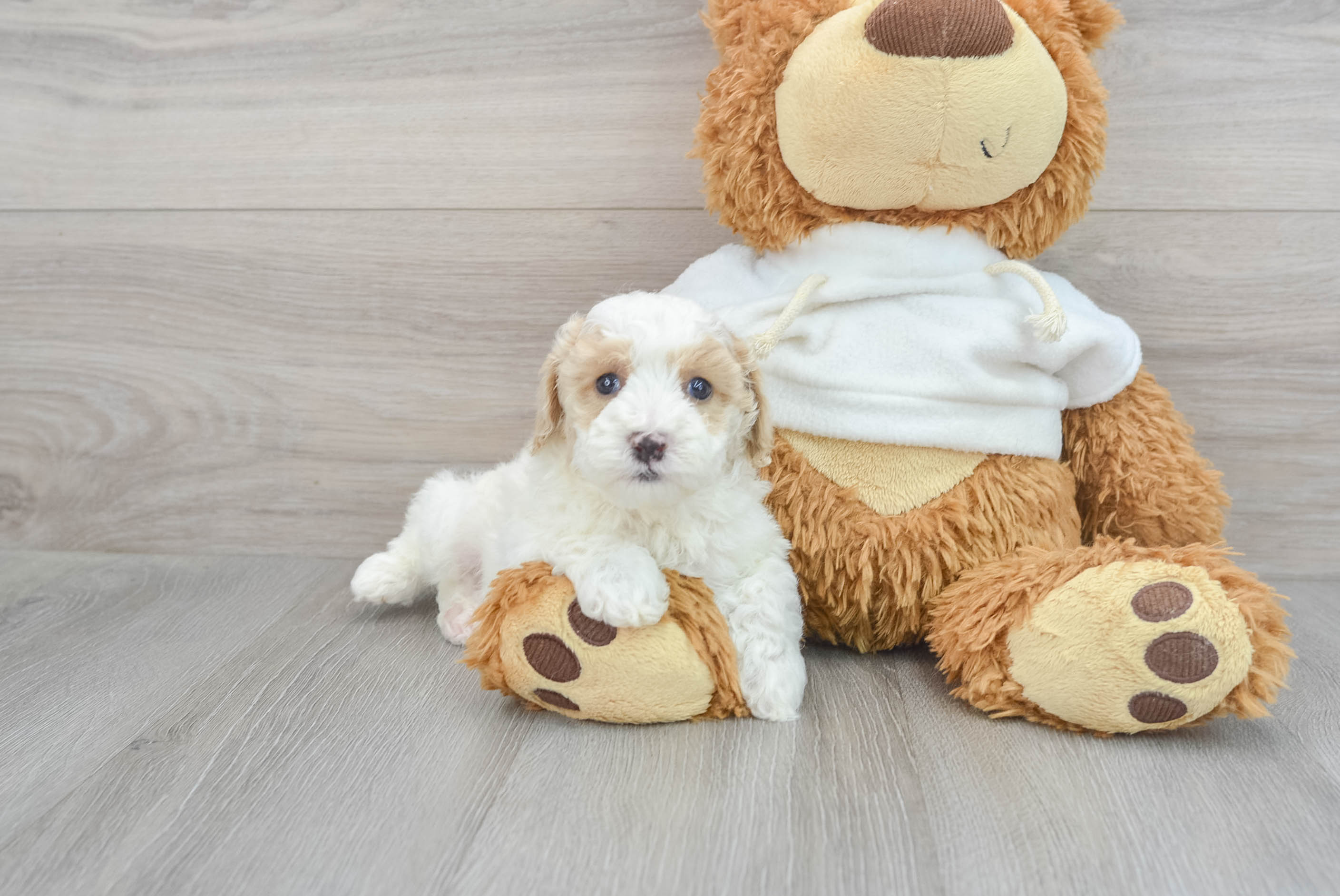 Energetic Pudle Purebred Puppy