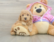 6 week old Poodle Puppy For Sale - Puppy Love PR
