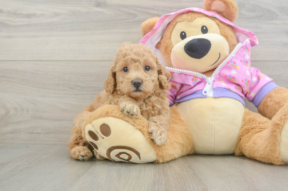 5 week old Poodle Puppy For Sale - Puppy Love PR