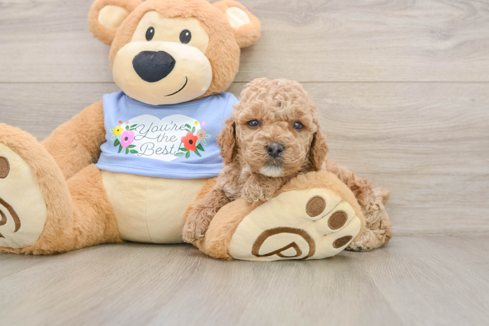 Poodle Pup Being Cute