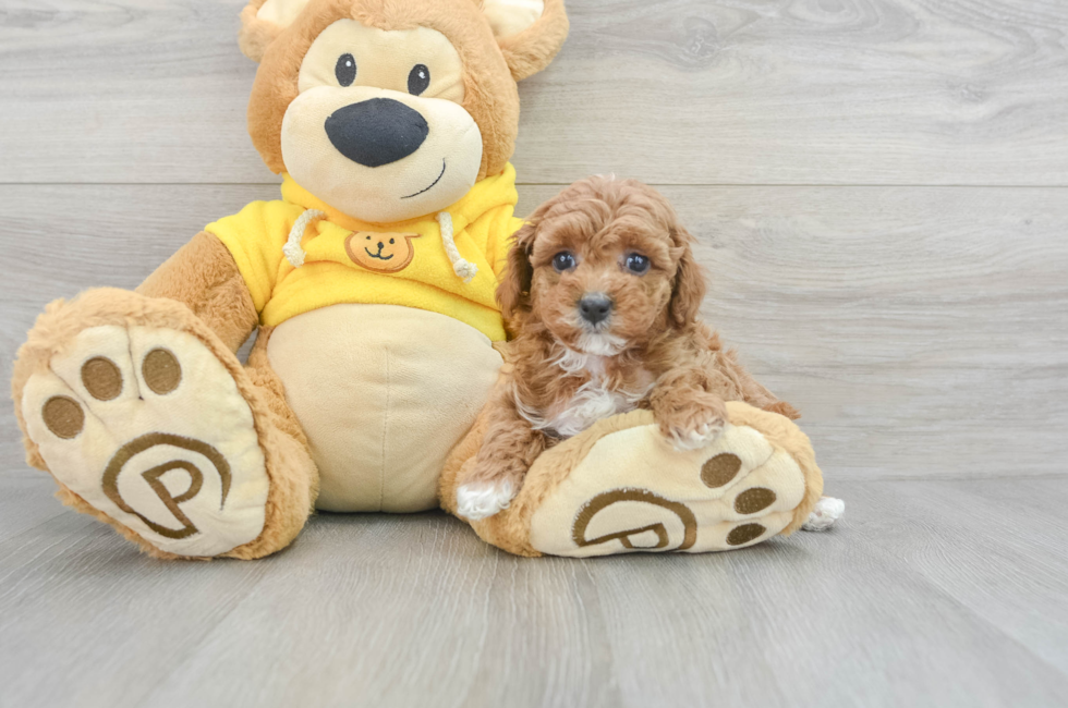 6 week old Poodle Puppy For Sale - Puppy Love PR