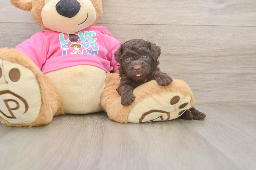 5 week old Poodle Puppy For Sale - Puppy Love PR