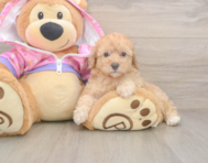 8 week old Poodle Puppy For Sale - Puppy Love PR