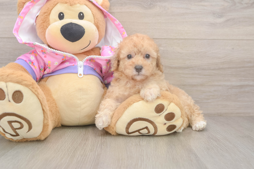 7 week old Poodle Puppy For Sale - Puppy Love PR