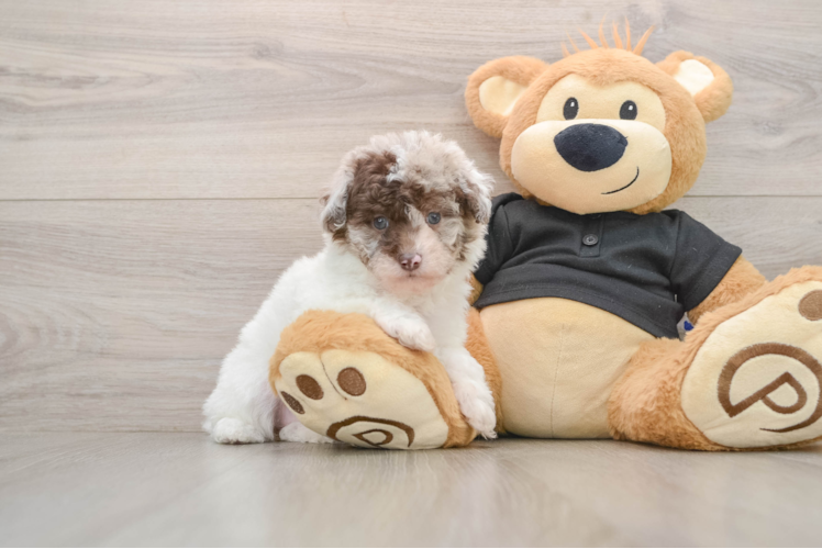 Poodle Pup Being Cute