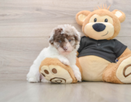 7 week old Poodle Puppy For Sale - Puppy Love PR