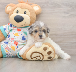 7 week old Poodle Puppy For Sale - Puppy Love PR