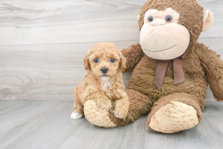 Meet Isabella - our Poodle Puppy Photo 1/3 - Puppy Love PR Cute Poodle Baby