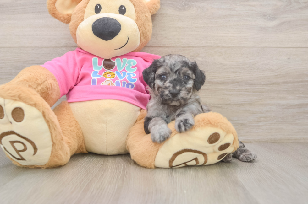 5 week old Poodle Puppy For Sale - Puppy Love PR