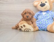 7 week old Poodle Puppy For Sale - Puppy Love PR