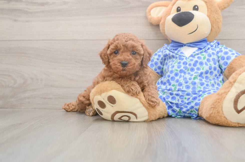 6 week old Poodle Puppy For Sale - Puppy Love PR
