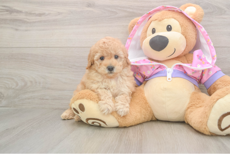 Poodle Puppy for Adoption