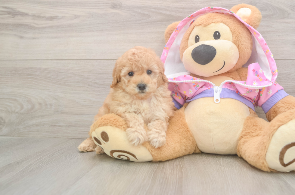 6 week old Poodle Puppy For Sale - Puppy Love PR