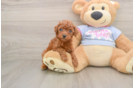 Little Poodle Purebred Pup
