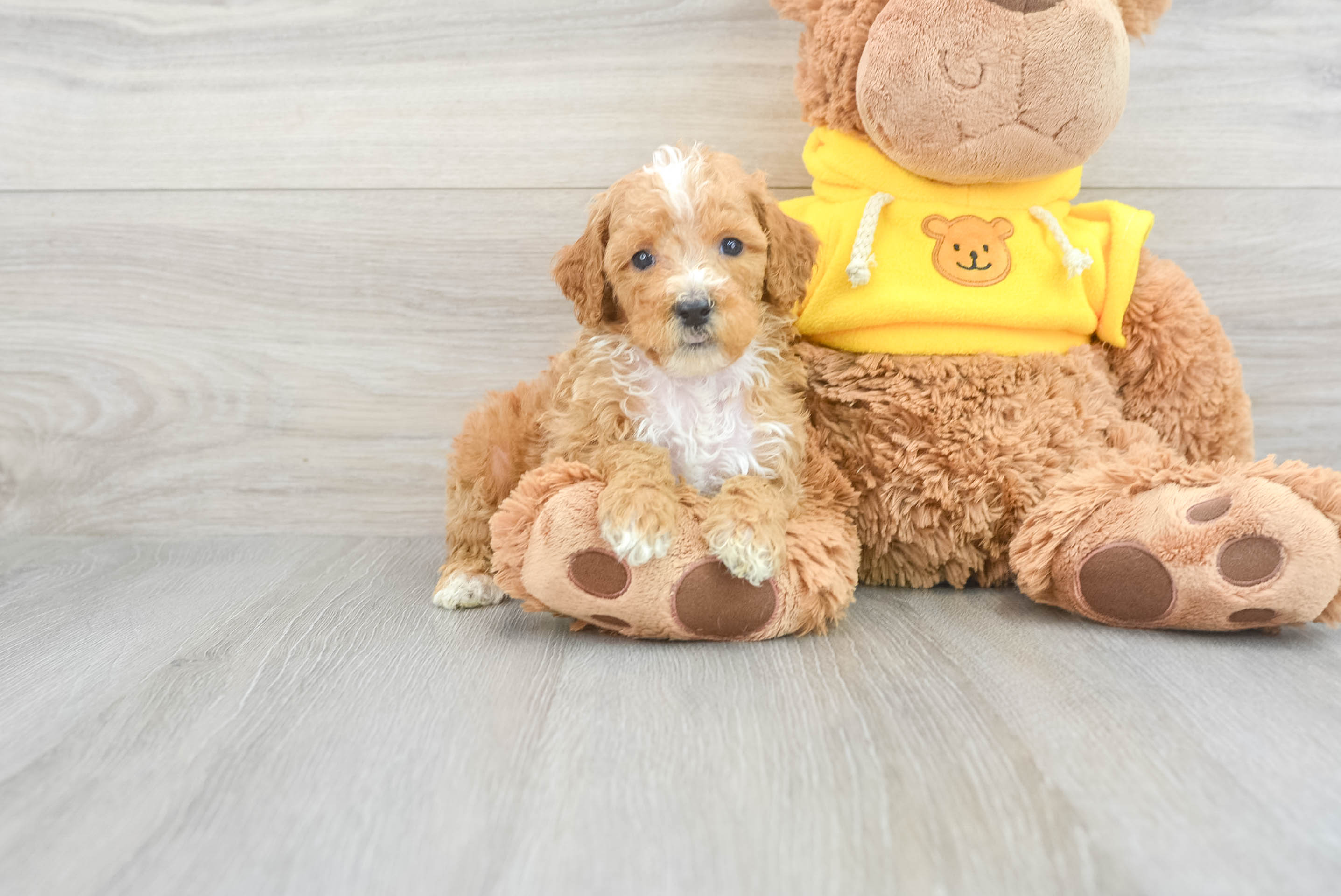 Hypoallergenic Poodle Purebred Pup