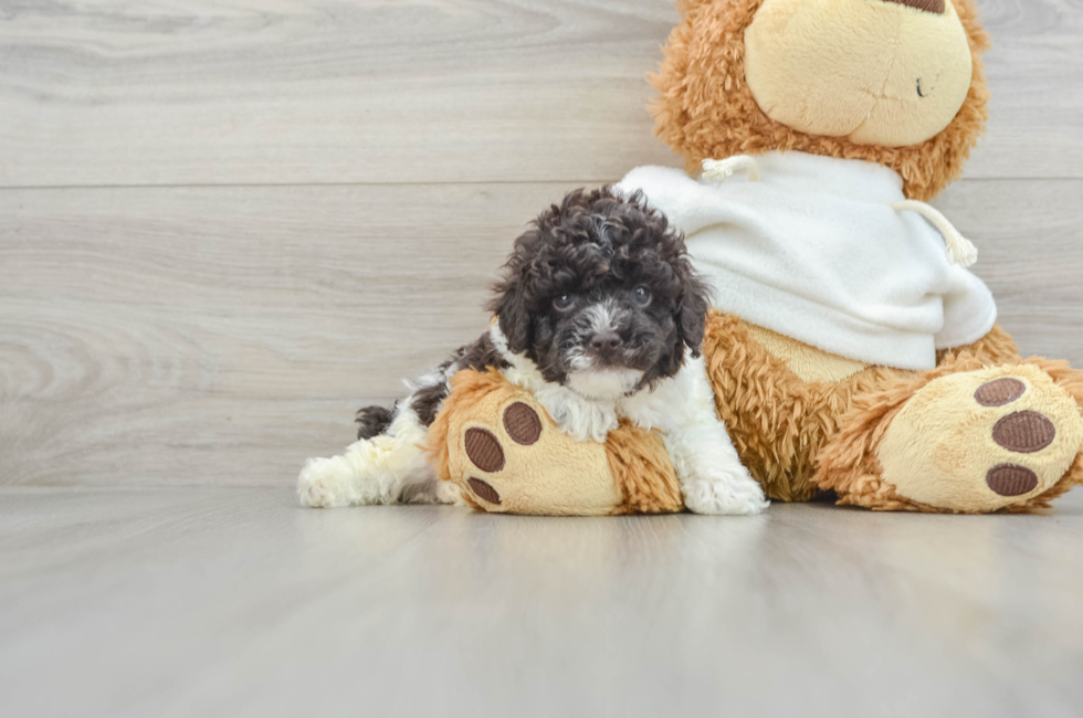 9 week old Poodle Puppy For Sale - Puppy Love PR