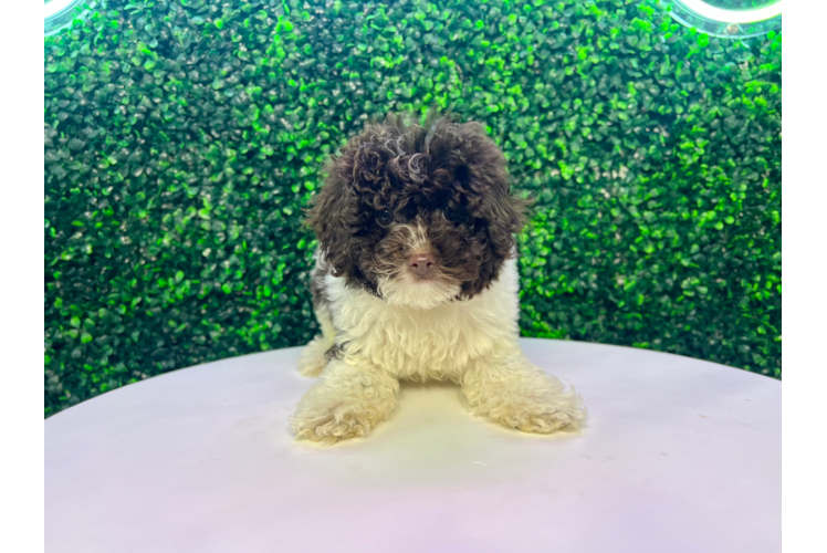 Poodle Puppy for Adoption