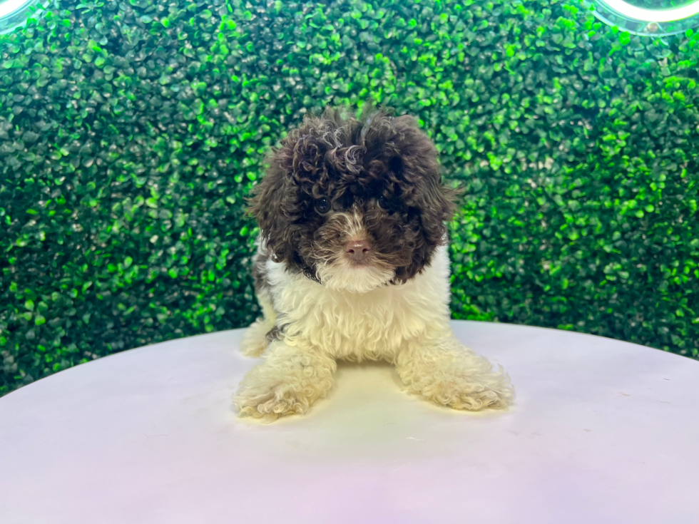 Poodle Puppy for Adoption