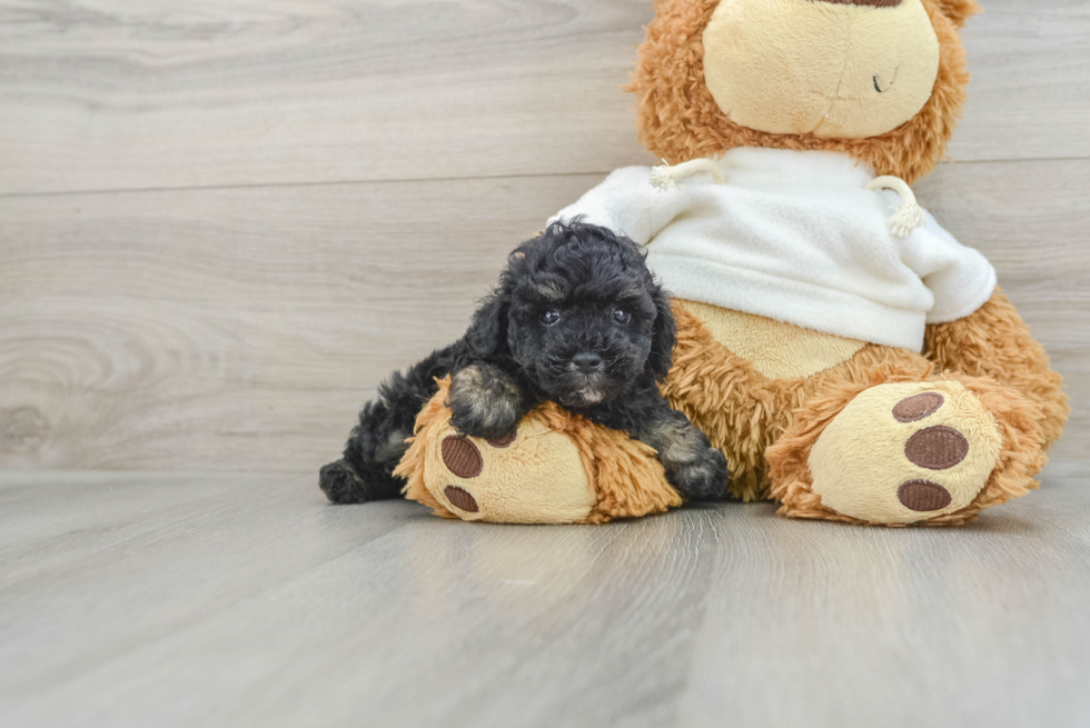 Happy Toy Poodle Purebred Puppy