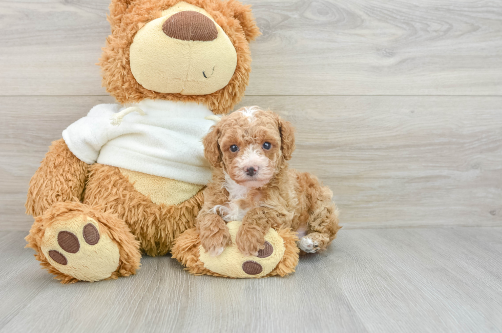 7 week old Poodle Puppy For Sale - Puppy Love PR