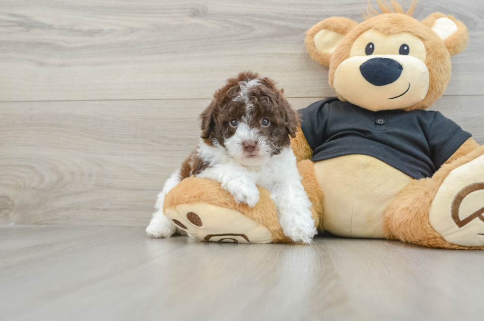 6 week old Poodle Puppy For Sale - Puppy Love PR