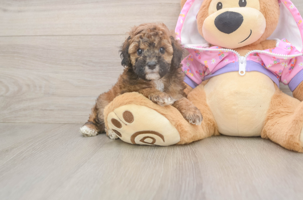 7 week old Poodle Puppy For Sale - Puppy Love PR