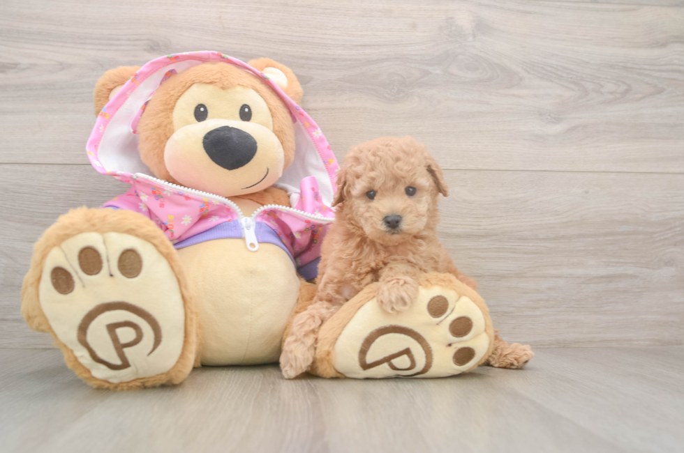 6 week old Poodle Puppy For Sale - Puppy Love PR