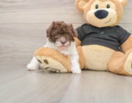 6 week old Poodle Puppy For Sale - Puppy Love PR