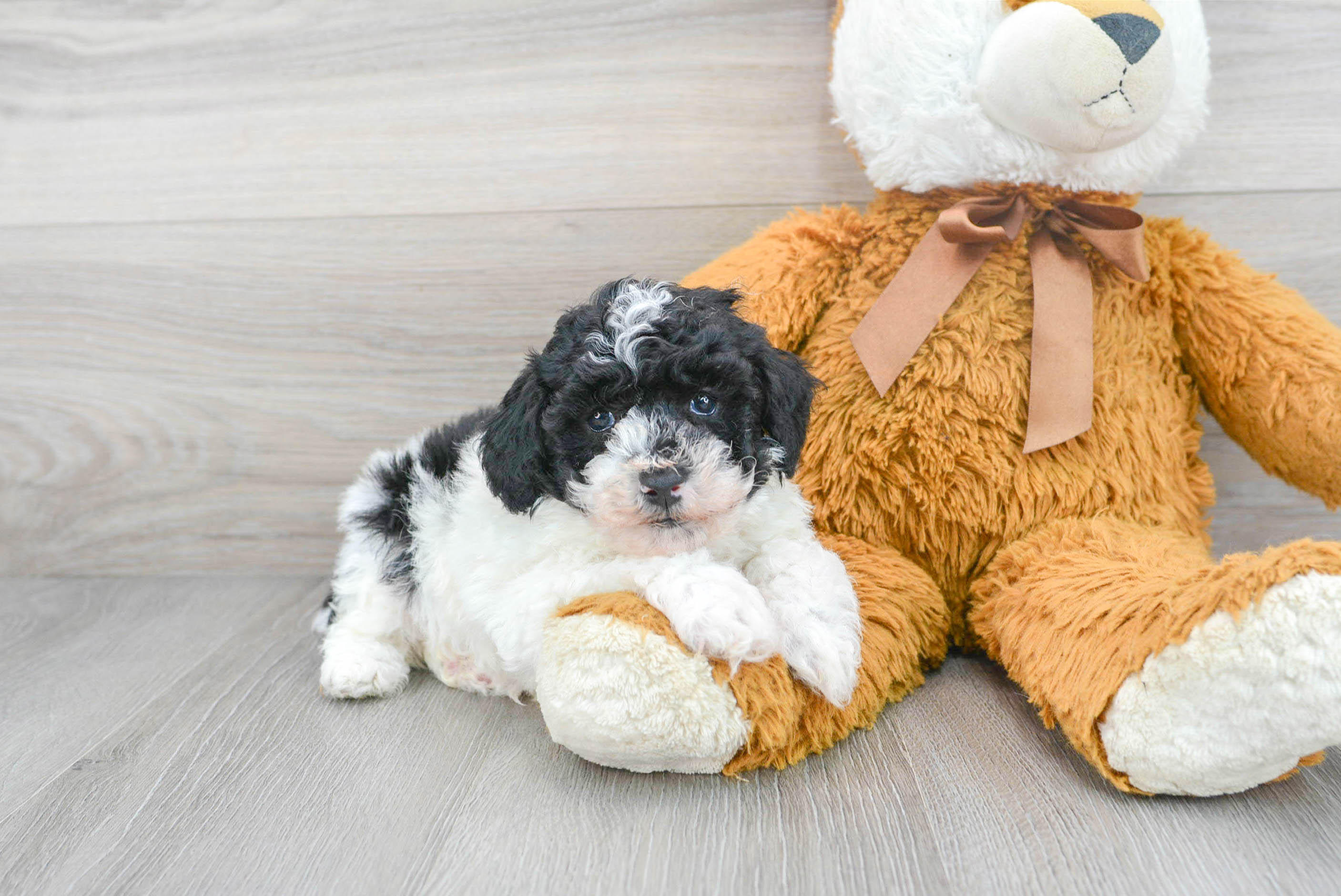 Little Poodle Purebred Pup
