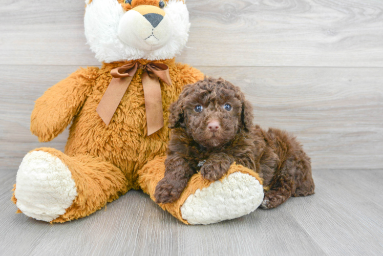 Meet Jackie - our Poodle Puppy Photo 1/3 - Puppy Love PR Poodle Puppy for Adoption