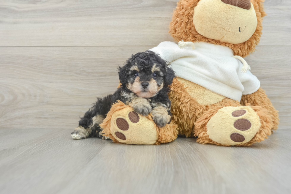 Little Poodle Purebred Pup