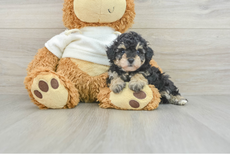 Poodle Puppy for Adoption