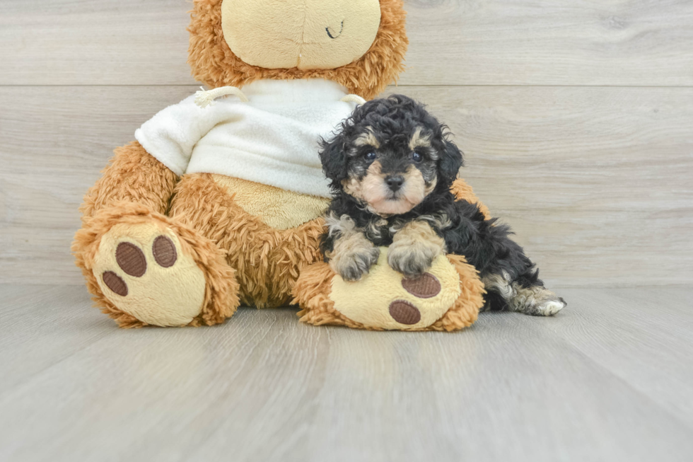 Poodle Puppy for Adoption