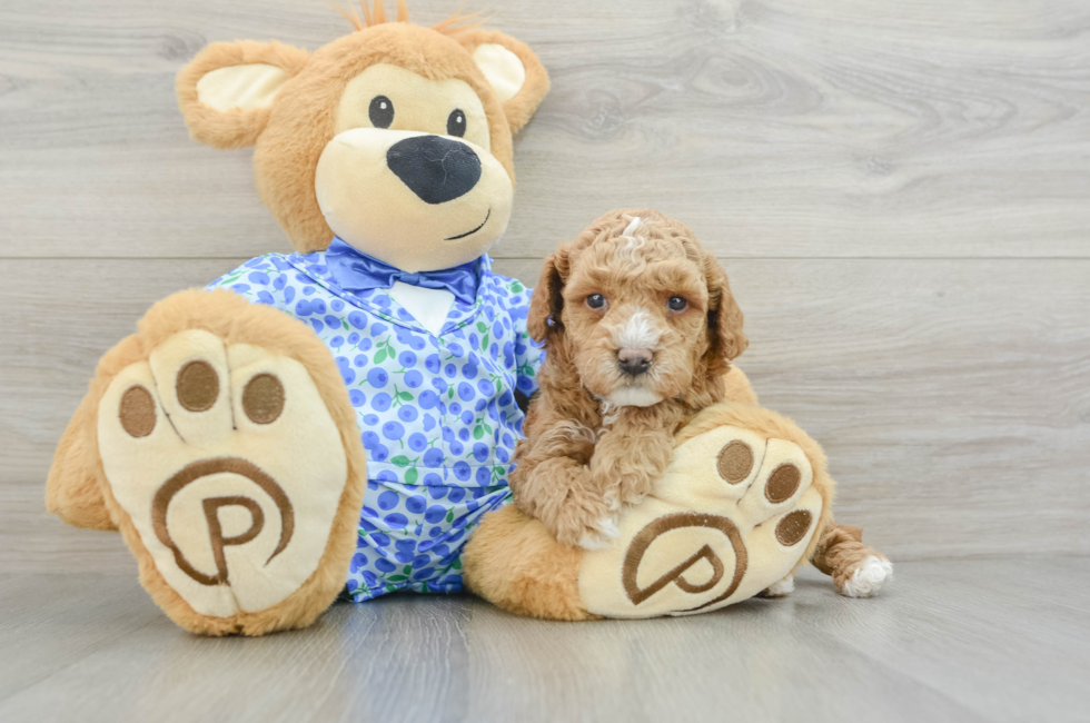 7 week old Poodle Puppy For Sale - Puppy Love PR