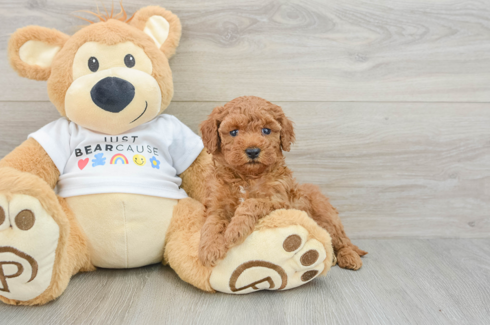 6 week old Poodle Puppy For Sale - Puppy Love PR