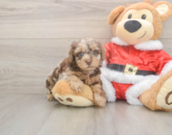 8 week old Poodle Puppy For Sale - Puppy Love PR