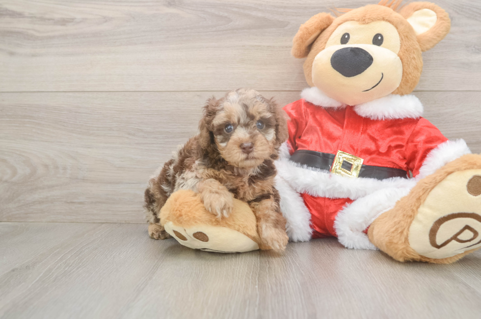 5 week old Poodle Puppy For Sale - Puppy Love PR