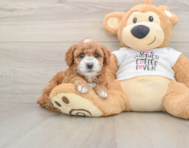 8 week old Poodle Puppy For Sale - Puppy Love PR